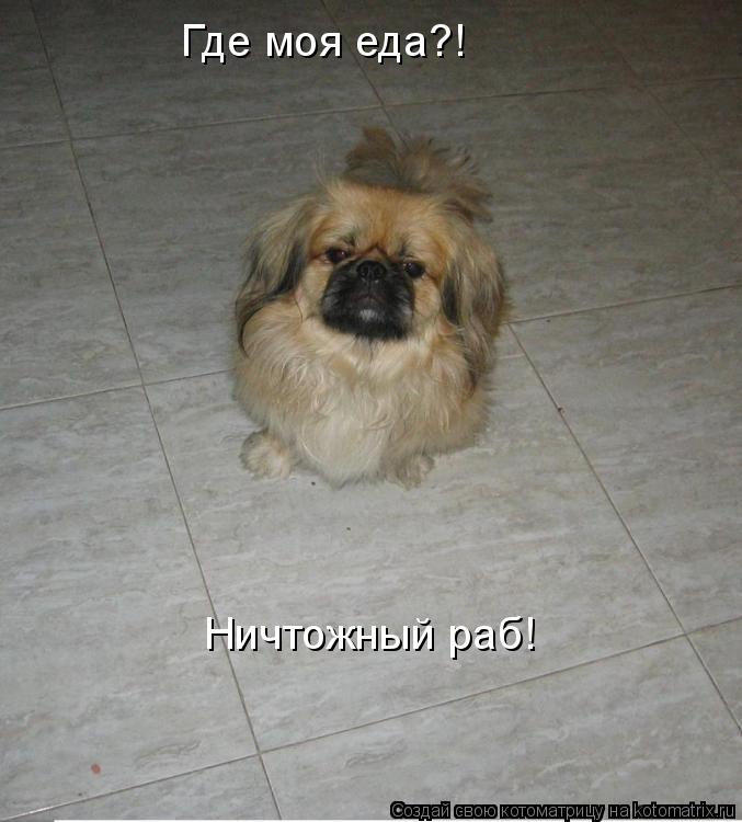 Где моя еда?! Ничтожный раб!... Котоматрица: Где моя еда?! Ничтожный раб!