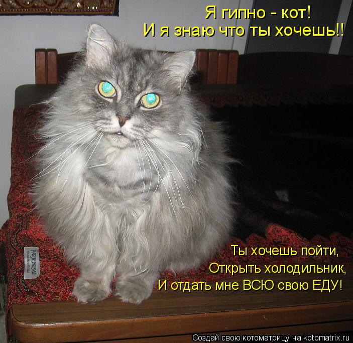 Я гипно - кот! И я знаю что ты хочешь!! Ты хочешь пойти, Открыть холодильник, И отдать мне ВСЮ свою ... Котоматрица: Я гипно - кот! И я знаю что ты хочешь!! Ты хочешь пойти, Открыть холодильник, И отдать мне ВСЮ свою ЕДУ!