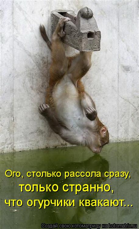 Ого, столько рассола сразу, только странно, что огурчики квакают...... Котоматрица: Ого, столько рассола сразу, только странно, что огурчики квакают...