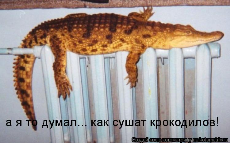 а я то думал... как сушат крокодилов!... Котоматрица: а я то думал... как сушат крокодилов!