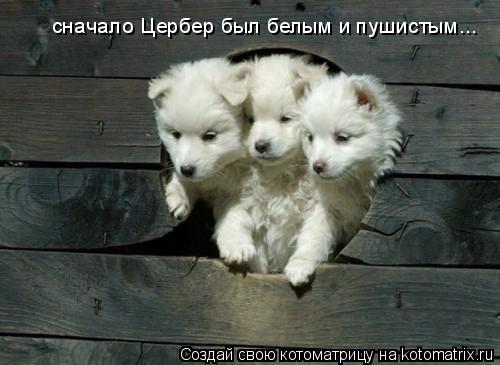 сначало Цербер был белым и пушистым...... Котоматрица: сначало Цербер был белым и пушистым...