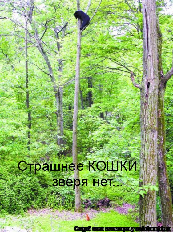 Страшнее КОШКИ зверя нет...... Котоматрица: Страшнее КОШКИ зверя нет...