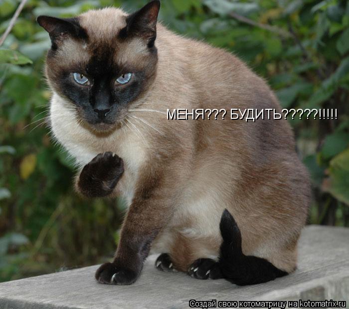 МЕНЯ??? БУДИТЬ?????!!!!!... Котоматрица: МЕНЯ??? БУДИТЬ?????!!!!!