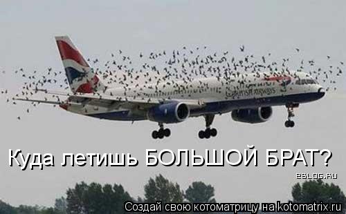 Куда летишь БОЛЬШОЙ БРАТ?... Котоматрица: Куда летишь БОЛЬШОЙ БРАТ?