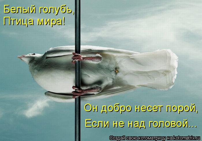 Белый голубь, Он добро несет порой, Если не над головой... Птица мира!... Котоматрица: Белый голубь, Он добро несет порой, Если не над головой... Птица мира!