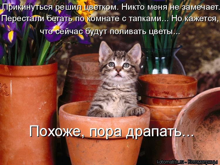 Прикинуться решил цветком. Никто меня не замечает. Перестали бегать по комнате с тапками... Но кажет... Котоматрица: Прикинуться решил цветком. Никто меня не замечает. Перестали бегать по комнате с тапками... Но кажется, что сейчас будут поливать цветы... По