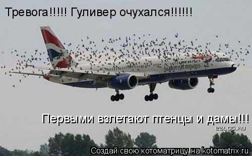 Тревога!!!!! Гуливер очухался!!!!!! Первыми взлетают птенцы и дамы!!!... Котоматрица: Тревога!!!!! Гуливер очухался!!!!!! Первыми взлетают птенцы и дамы!!!