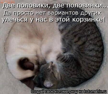 Две половики, две половинки... улечься у нас в этой корзинке! Да просто нет вариантов других... Котоматрица: Две половики, две половинки... улечься у нас в этой корзинке! Да просто нет вариантов других