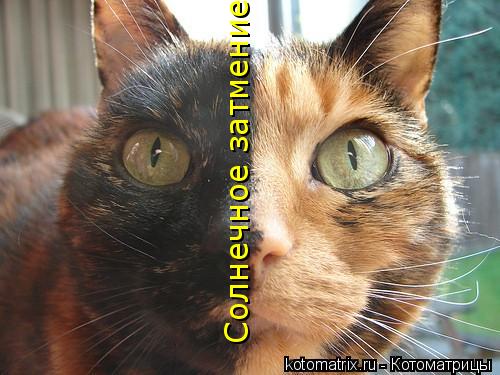 Котоматрица: Солнечное затмение Солнечное затмение