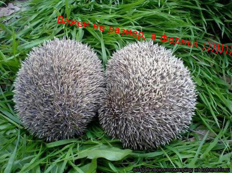 Важен не размер, а формы! ;))))))... Котоматрица: Важен не размер, а формы! ;))))))