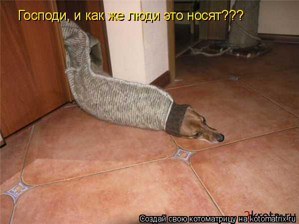 Господи, и как же люди это носят??? Господи, и как же люди это носят???... Котоматрица: Господи, и как же люди это носят??? Господи, и как же люди это носят???