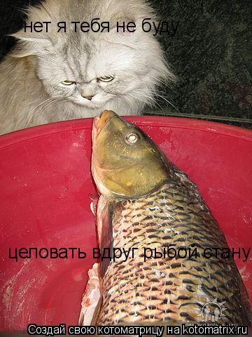 нет я тебя не буду целовать вдруг рыбой стану... Котоматрица: нет я тебя не буду целовать вдруг рыбой стану