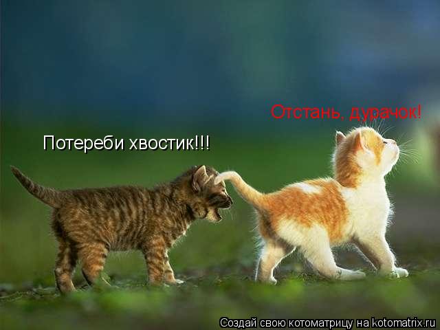 Потереби хвостик!!! Отстань, дурачок!... Котоматрица: Потереби хвостик!!! Отстань, дурачок!