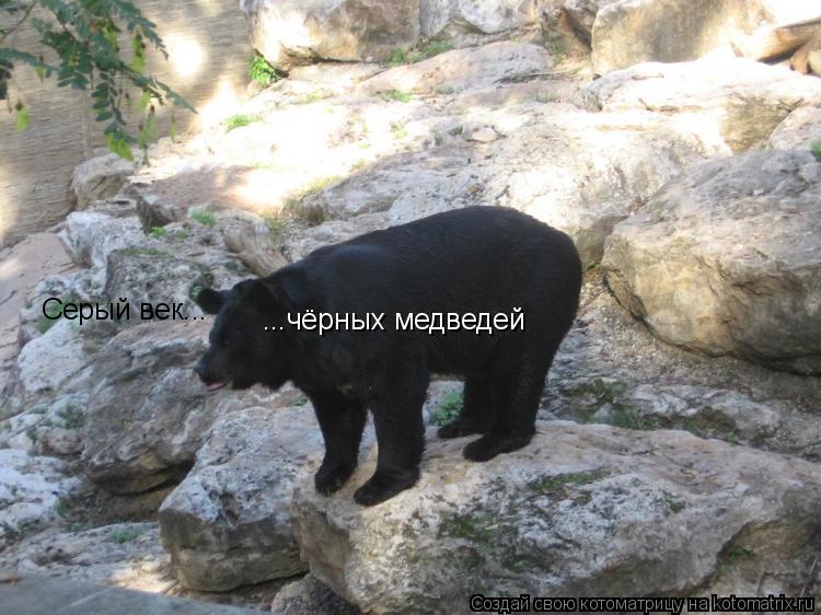 ...чёрных медведей Серый век...... Котоматрица: ...чёрных медведей Серый век...