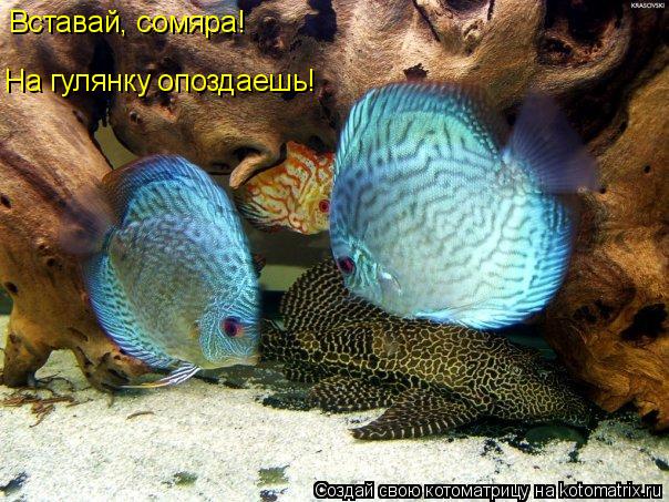 На гулянку опоздаешь! Вставай, сомяра!... Котоматрица: На гулянку опоздаешь! Вставай, сомяра!