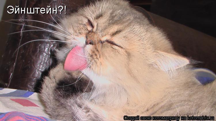 Эйнштейн?!... Котоматрица: Эйнштейн?!