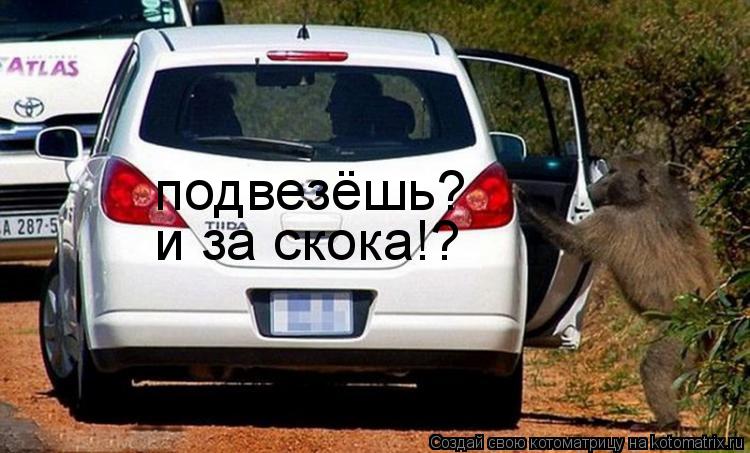 подвезёшь? и за скока!?... Котоматрица: подвезёшь? и за скока!?