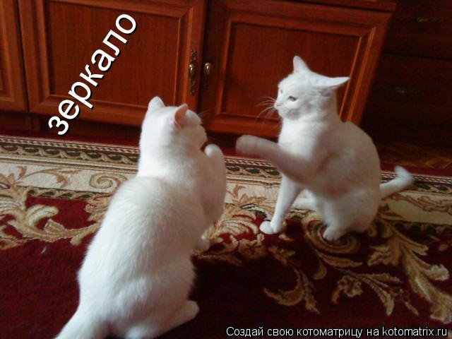 зеркало... Котоматрица: зеркало
