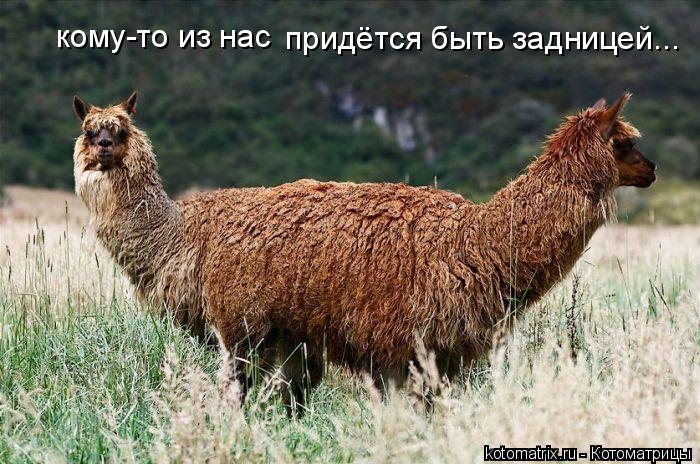 кому-то из нас придётся быть задницей...... Котоматрица: кому-то из нас придётся быть задницей...