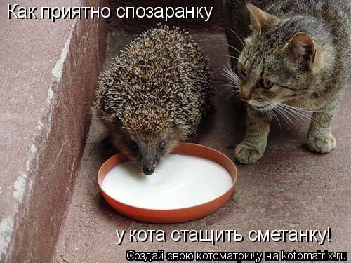 Как приятно спозаранку у кота стащить сметанку!... Котоматрица: Как приятно спозаранку у кота стащить сметанку!