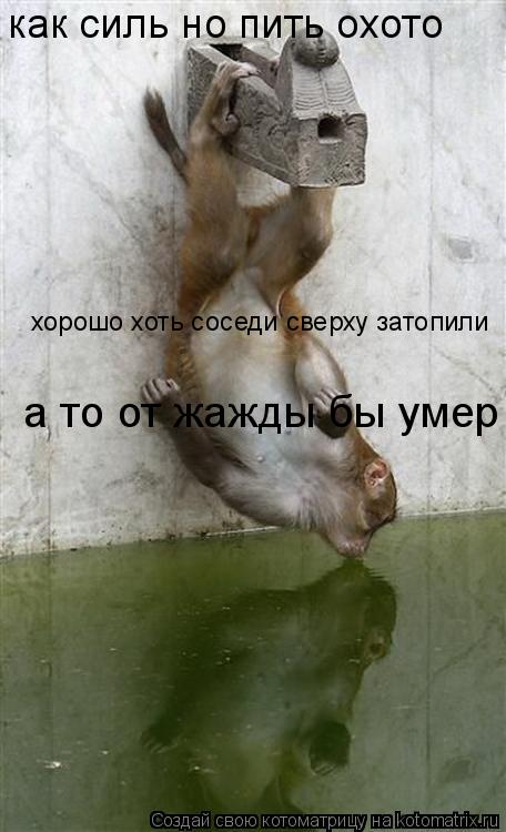 как силь но пить охото хорошо хоть соседи сверху затопили а то от жажды бы умер... Котоматрица: как силь но пить охото хорошо хоть соседи сверху затопили а то от жажды бы умер