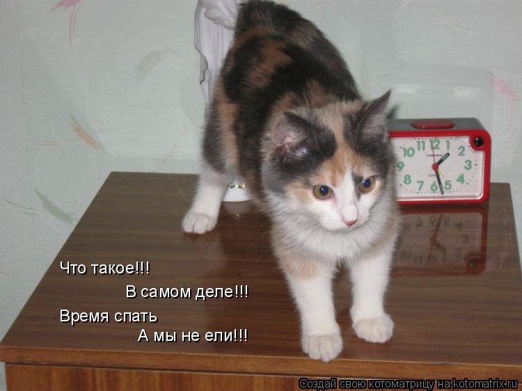 Что такое!!! В самом деле!!! Время спать А мы не ели!!!... Котоматрица: Что такое!!! В самом деле!!! Время спать А мы не ели!!!