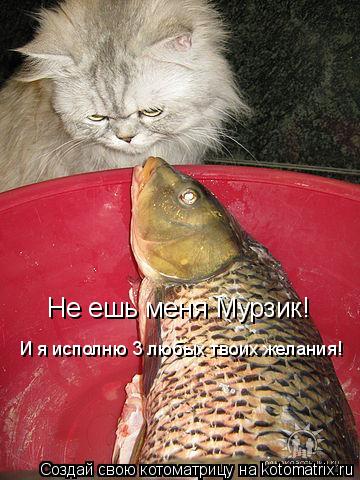 Не ешь меня Мурзик! И я исполню 3 любых твоих желания!... Котоматрица: Не ешь меня Мурзик! И я исполню 3 любых твоих желания!