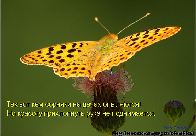 Котоматрица: Так вот кем сорняки на дачах опыляются! Но красоту прихлопнуть рука не поднимается.
