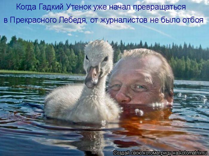 Когда Гадкий Утенок уже начал превращаться в Прекрасного Лебедя, от журналистов не было отбоя... Котоматрица: Когда Гадкий Утенок уже начал превращаться в Прекрасного Лебедя, от журналистов не было отбоя
