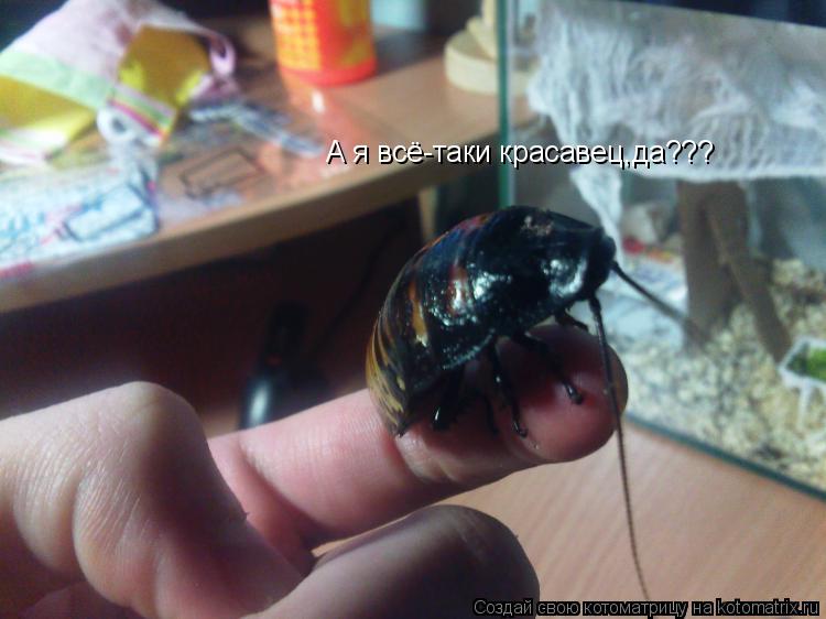 А я всё-таки красавец,да???... Котоматрица: А я всё-таки красавец,да???