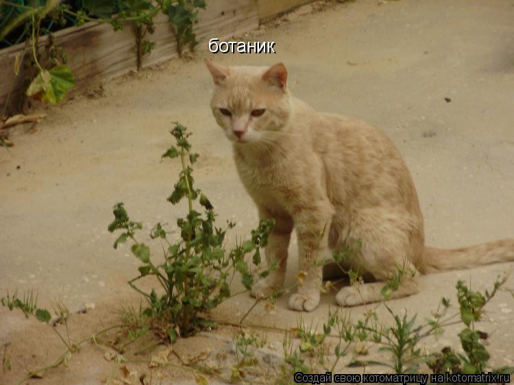 ботаник... Котоматрица: ботаник