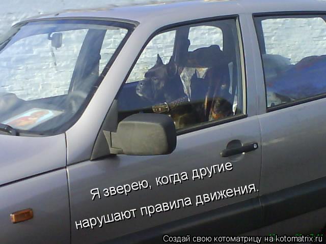 Я зверею, когда другие нарушают правила движения.... Котоматрица: Я зверею, когда другие нарушают правила движения.