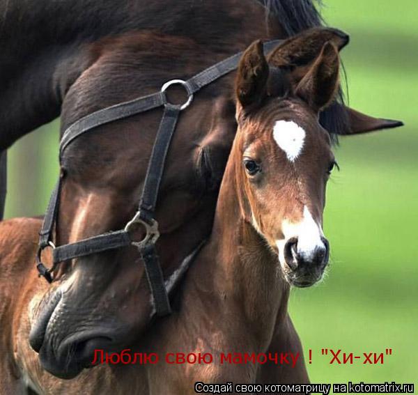 Люблю свою мамочку ! "Хи-хи"... Котоматрица: Люблю свою мамочку ! "Хи-хи"