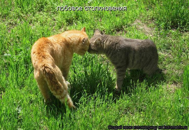 лобовое столкновения... Котоматрица: лобовое столкновения