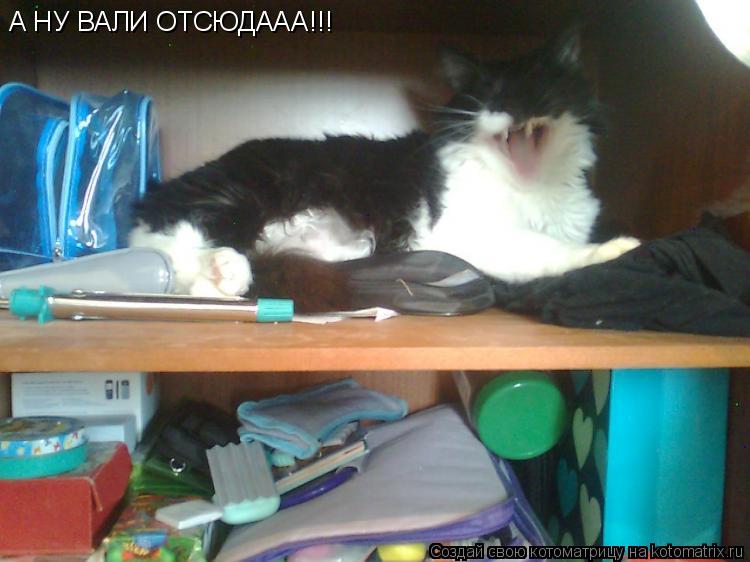 А НУ ВАЛИ ОТСЮДААА!!!... Котоматрица: А НУ ВАЛИ ОТСЮДААА!!!