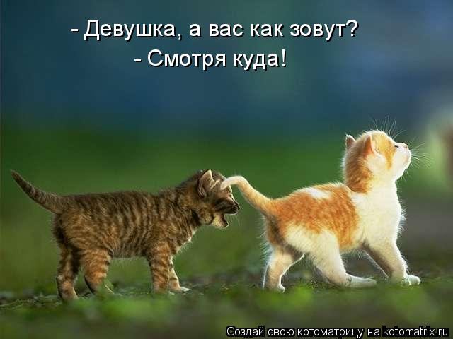 - Девушка, а вас как зовут? - Смотря куда!... Котоматрица: - Девушка, а вас как зовут? - Смотря куда!