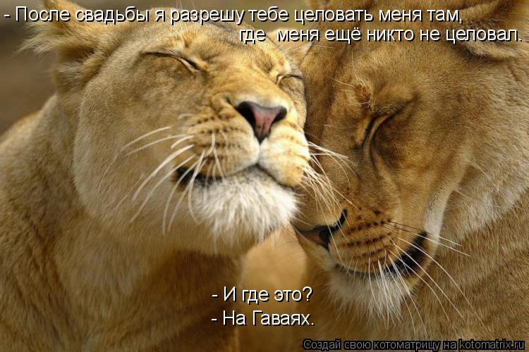 - После свадьбы я разрешу тебе целовать меня там, где меня ещё никто не целовал. - И где это? - На ... Котоматрица: - После свадьбы я разрешу тебе целовать меня там, где меня ещё никто не целовал. - И где это? - На Гаваях.