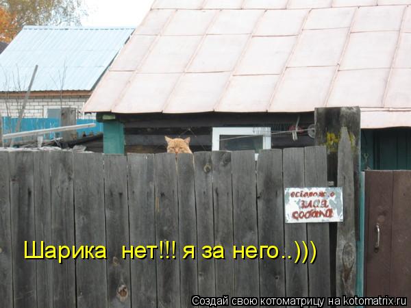 Шарика нет!!! я за него..)))... Котоматрица: Шарика нет!!! я за него..)))