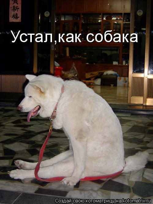 Устал,как собака... Котоматрица: Устал,как собака