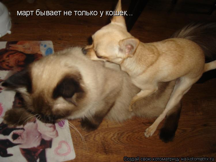 март бывает не только у кошек...... Котоматрица: март бывает не только у кошек...