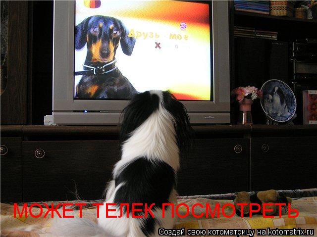 МОЖЕТ ТЕЛЕК ПОСМОТРЕТЬ... Котоматрица: МОЖЕТ ТЕЛЕК ПОСМОТРЕТЬ