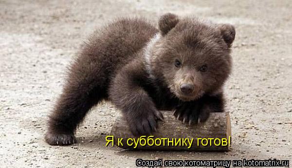 Я к субботнику готов!... Котоматрица: Я к субботнику готов!