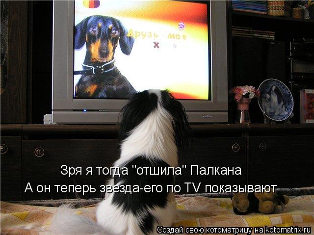Зря я тогда "отшила" Палкана А он теперь звезда-его по TV показывают... Котоматрица: Зря я тогда "отшила" Палкана А он теперь звезда-его по TV показывают