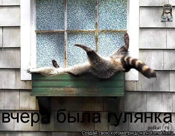 вчера была гулянка... Котоматрица: вчера была гулянка