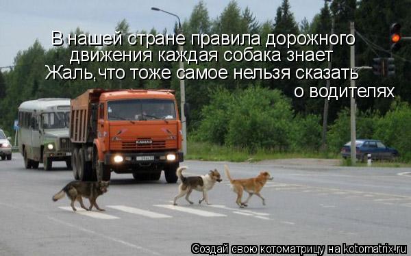 Котоматрица: В нашей стране правила дорожного движения каждая собака знает Жаль,что тоже самое нельзя сказать  о водителях