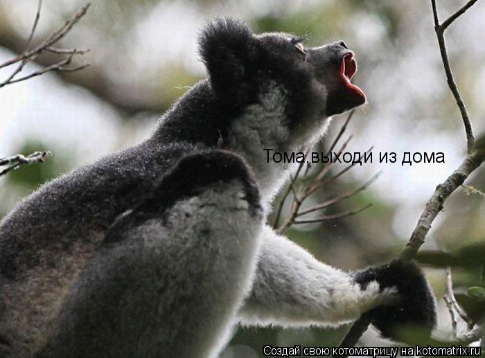 Тома,выходи из дома... Котоматрица: Тома,выходи из дома