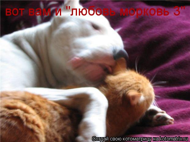вот вам и "любовь морковь 3"... Котоматрица: вот вам и "любовь морковь 3"