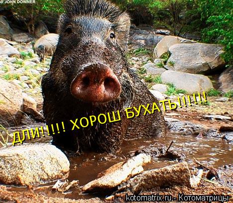 ДЛИ!!!!! ХОРОШ БУХАТЬ!!!!!!... Котоматрица: ДЛИ!!!!! ХОРОШ БУХАТЬ!!!!!!