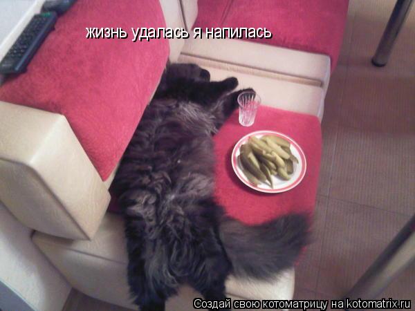 жизнь удалась я напилась... Котоматрица: жизнь удалась я напилась