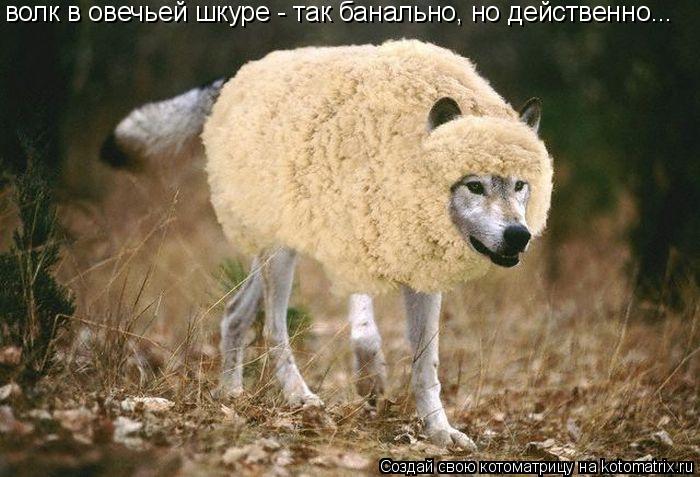 волк в овечьей шкуре - так банально, но действенно...... Котоматрица: волк в овечьей шкуре - так банально, но действенно...